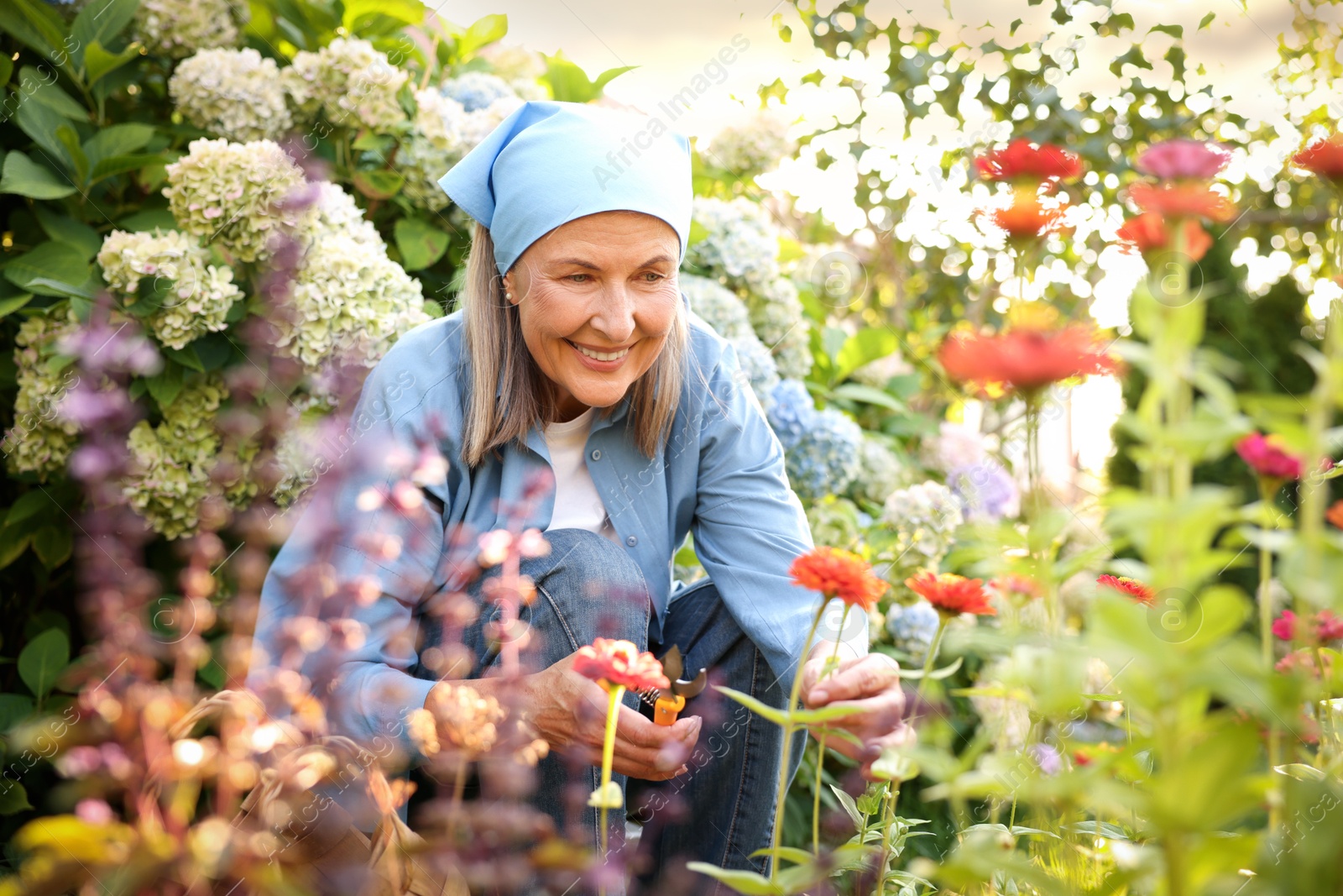 Senior woman pruning zinnia flowers with secateurs in garden Photo of Senior woman pruning zinnia flowers with secateurs in garden