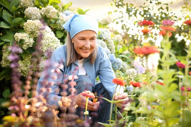 Photo of Senior woman pruning zinnia flowers with secateurs in garden
