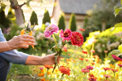 Photo of Senior woman pruning zinnia flowers with secateurs in garden, closeup