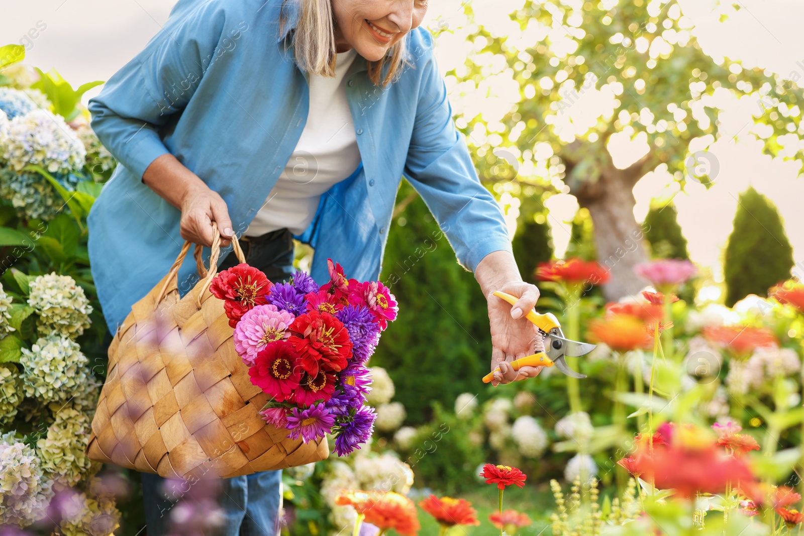 Senior woman pruning zinnia flowers with secateurs in garden, closeup Photo of Senior woman pruning zinnia flowers with secateurs in garden, closeup