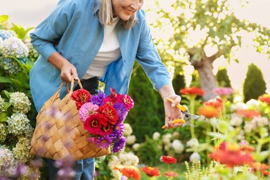 Photo of Senior woman pruning zinnia flowers with secateurs in garden, closeup