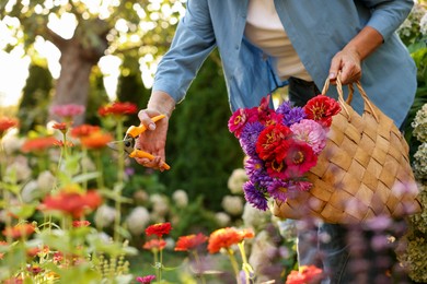Photo of Senior woman pruning zinnia flowers with secateurs in garden, closeup