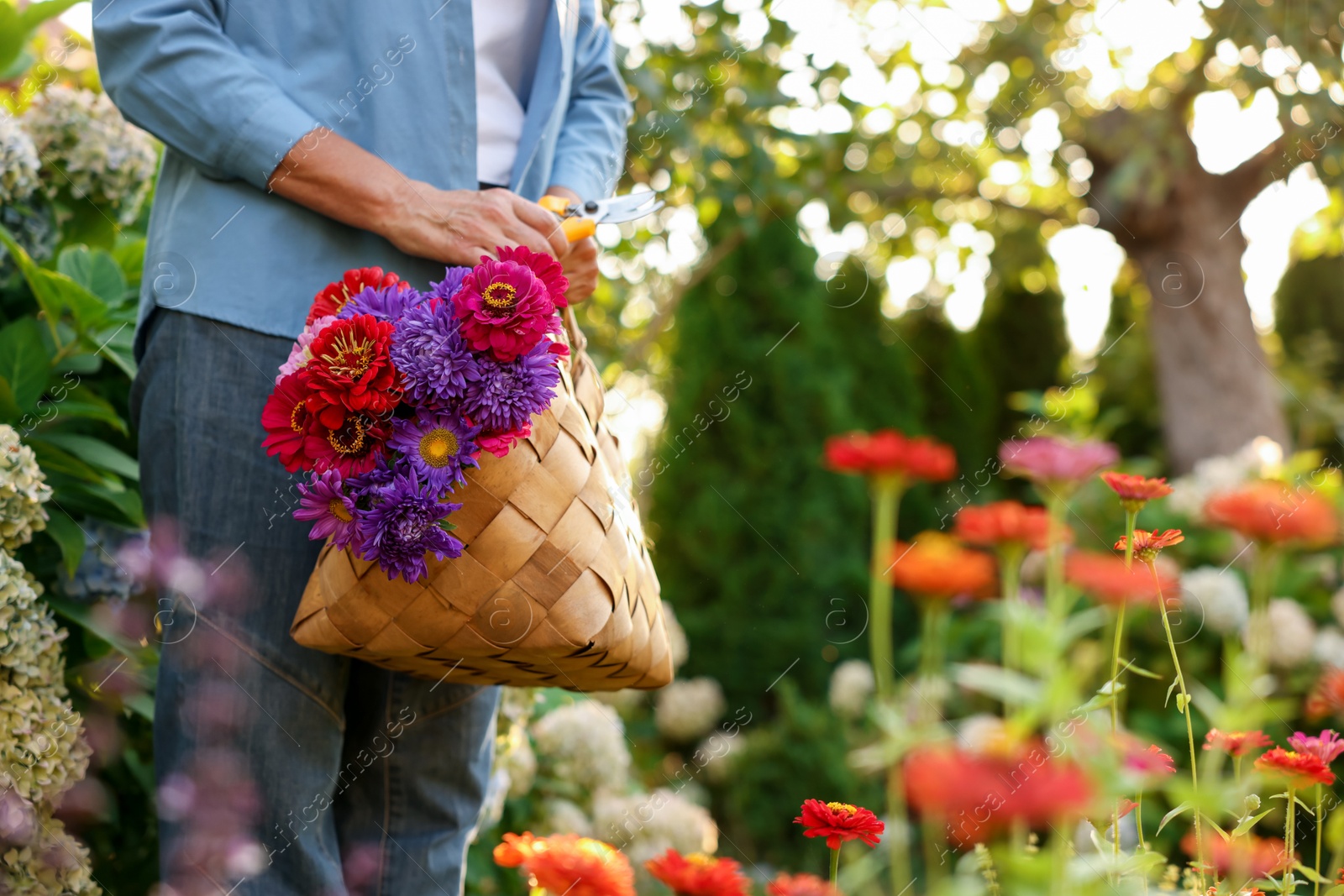 Photo of Senior woman with beautiful bouquet of flowers and pruner in garden, closeup