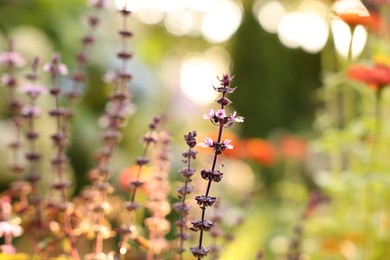 Photo of Beautiful Tulasi plant blooming in garden, closeup. Space for text