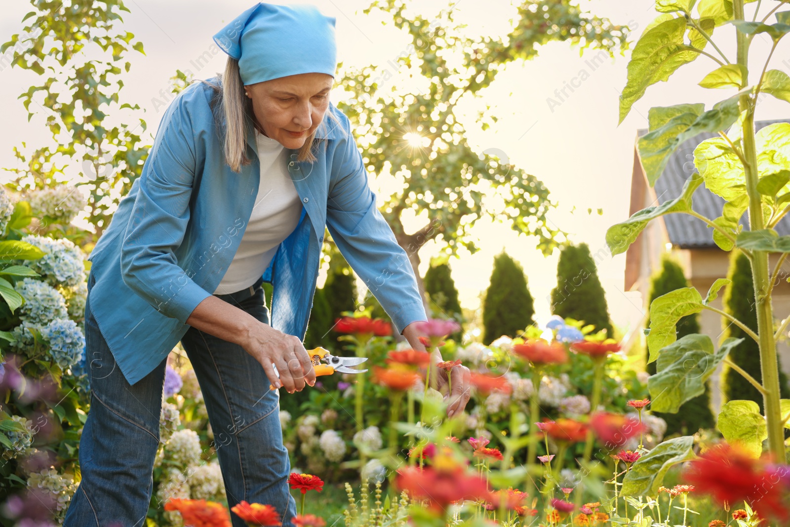 Senior woman pruning zinnia flowers with secateurs in garden Photo of Senior woman pruning zinnia flowers with secateurs in garden