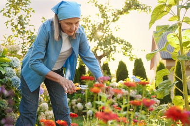 Photo of Senior woman pruning zinnia flowers with secateurs in garden