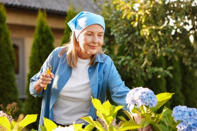 Photo of Senior woman pruning hydrangea flowers with secateurs in garden