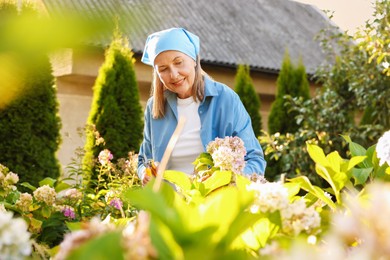 Photo of Senior woman pruning hydrangea flowers with secateurs in garden