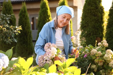 Photo of Senior woman pruning hydrangea flowers with secateurs in garden