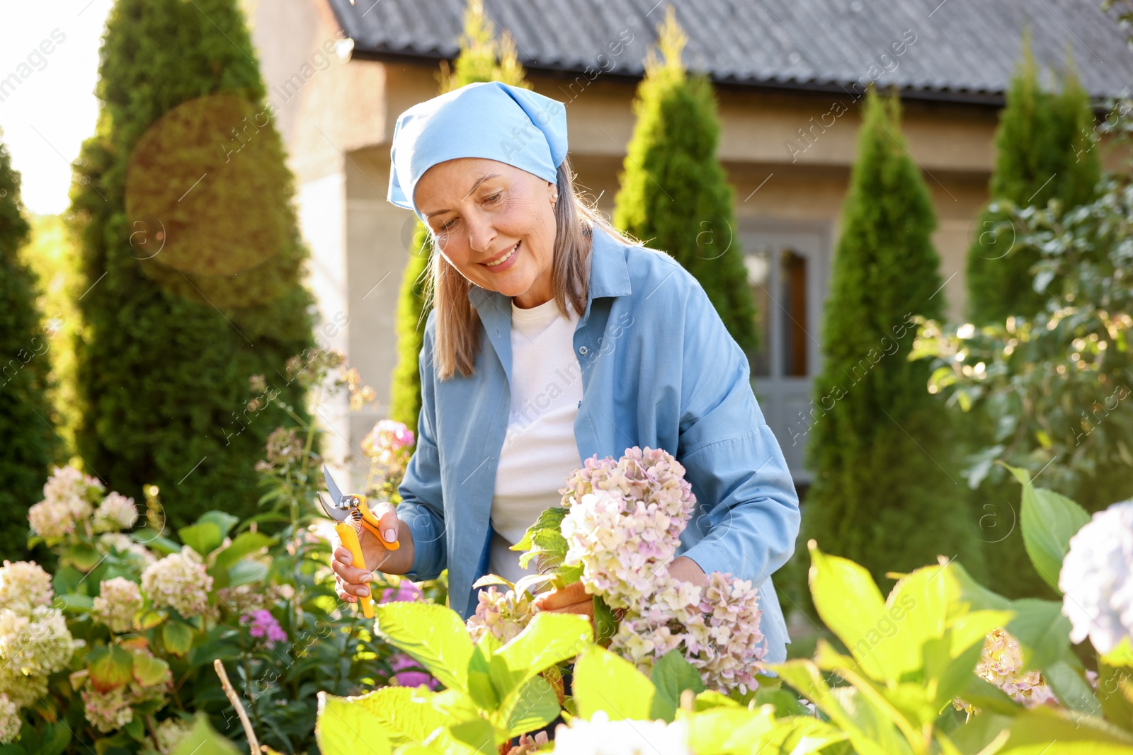 Senior woman pruning hydrangea flowers with secateurs in garden Photo of Senior woman pruning hydrangea flowers with secateurs in garden