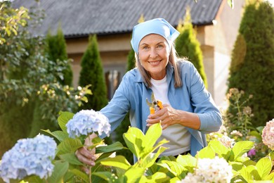 Photo of Senior woman pruning hydrangea flowers with secateurs in garden