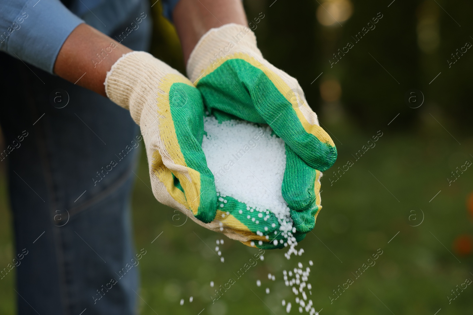 Photo of Woman pouring fertilizer outdoors, closeup. Gardening time
