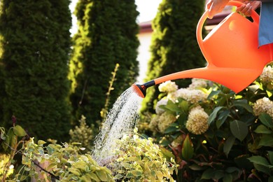 Photo of Senior woman watering plant with can in garden, closeup
