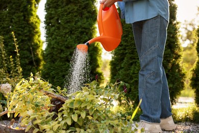 Photo of Senior woman watering plant with can in garden, closeup