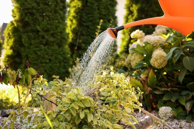 Photo of Watering plant with can in garden, closeup
