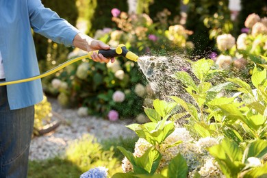 Photo of Senior woman watering plant with hose in garden, closeup