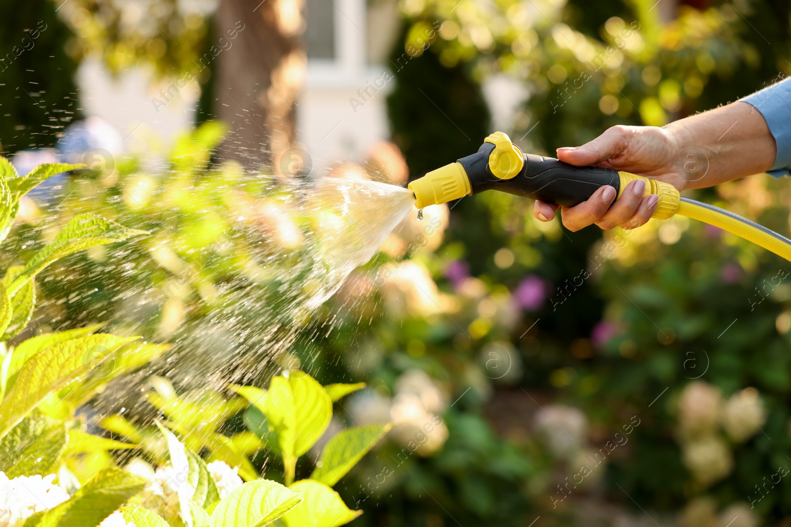 Photo of Senior woman watering plant with hose in garden, closeup