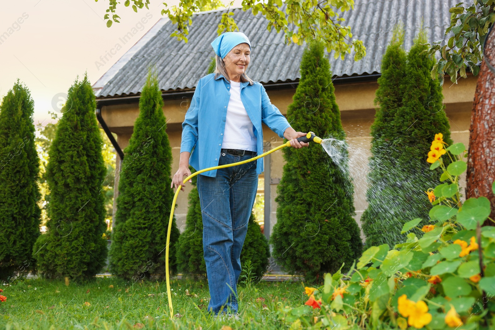 Photo of Senior woman watering beautiful flowers with hose in garden
