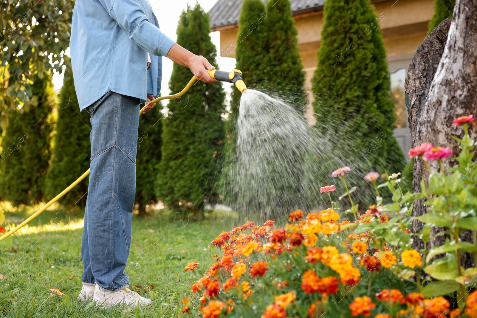 Photo of Senior woman watering beautiful flowers with hose in garden, closeup
