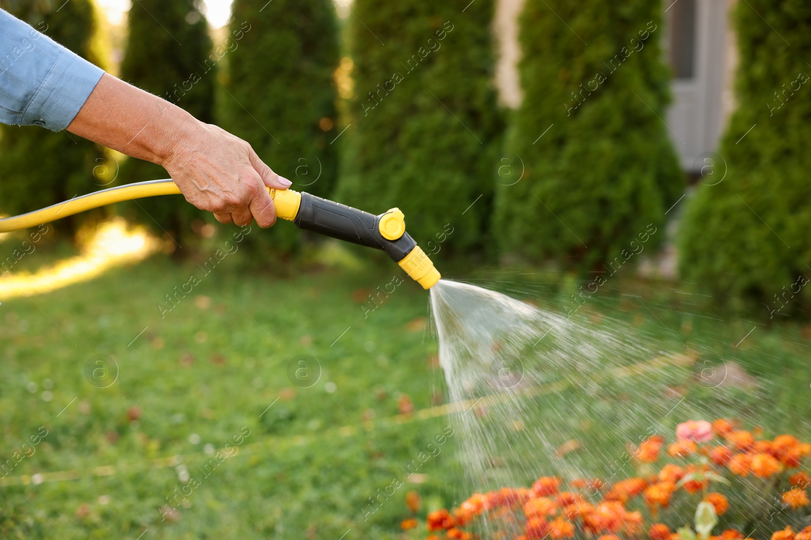 Photo of Senior woman watering beautiful flowers with hose in garden, closeup