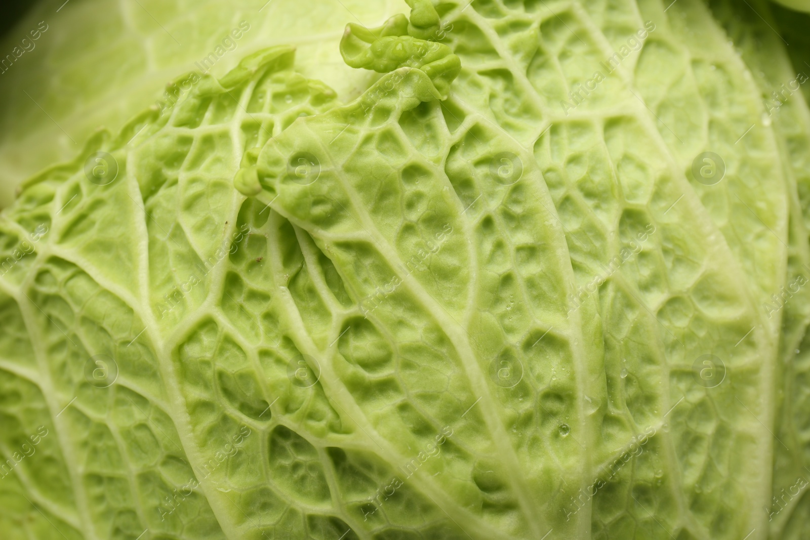 Photo of Fresh ripe Savoy cabbage as background, closeup