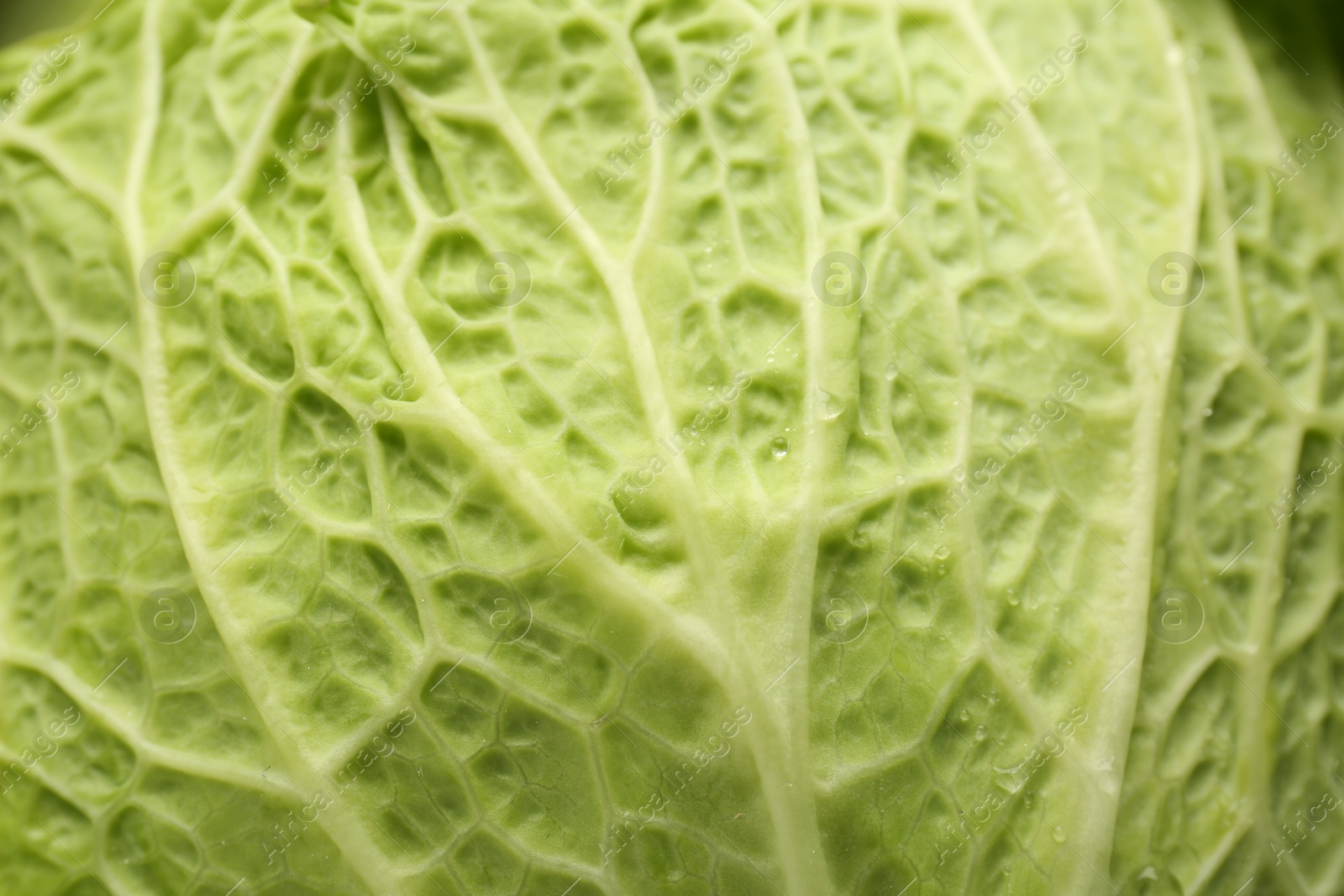 Photo of Fresh ripe Savoy cabbage as background, closeup