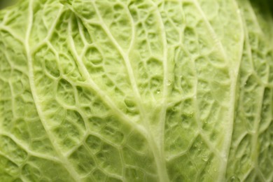Photo of Fresh ripe Savoy cabbage as background, closeup
