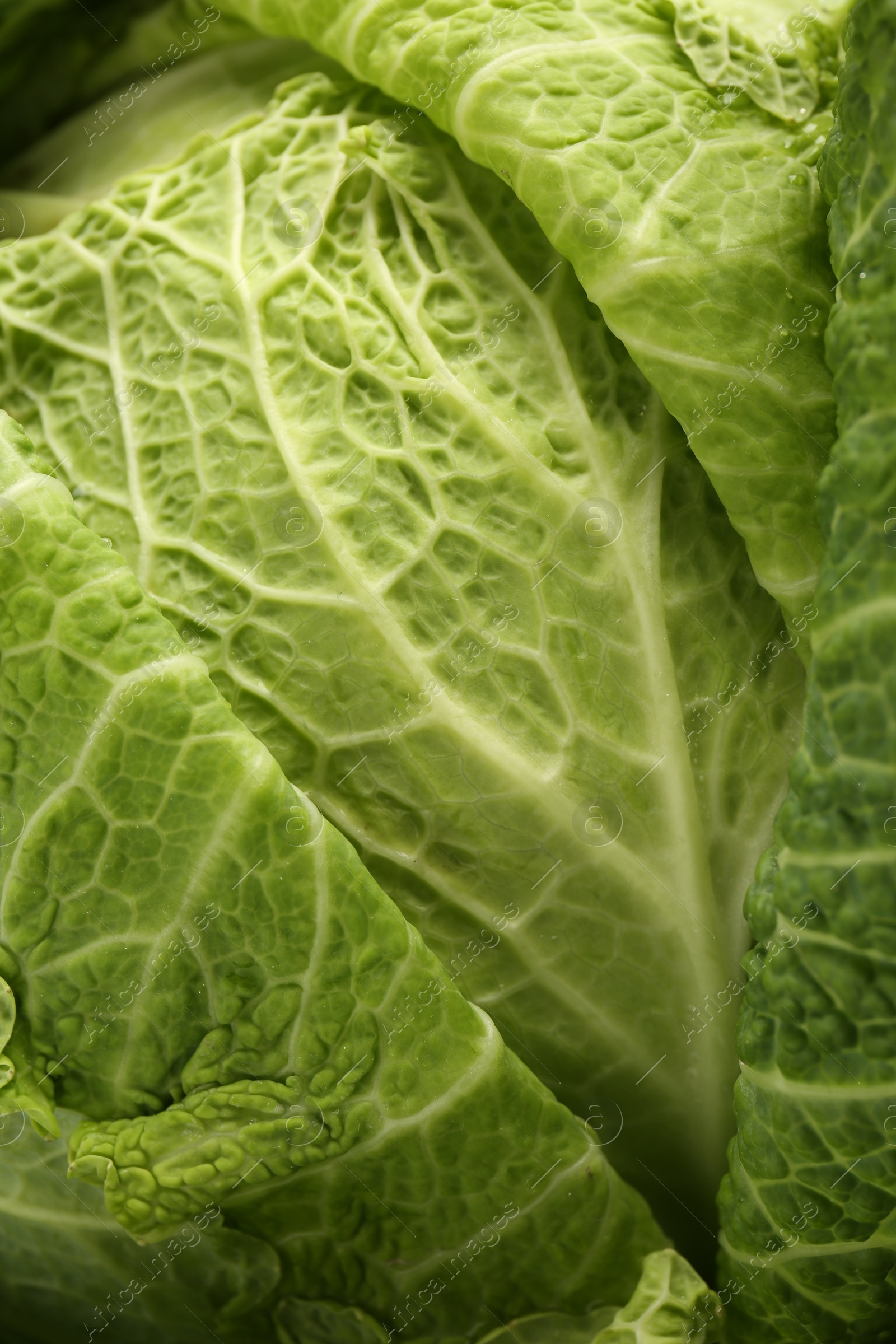 Photo of Fresh ripe Savoy cabbage as background, closeup