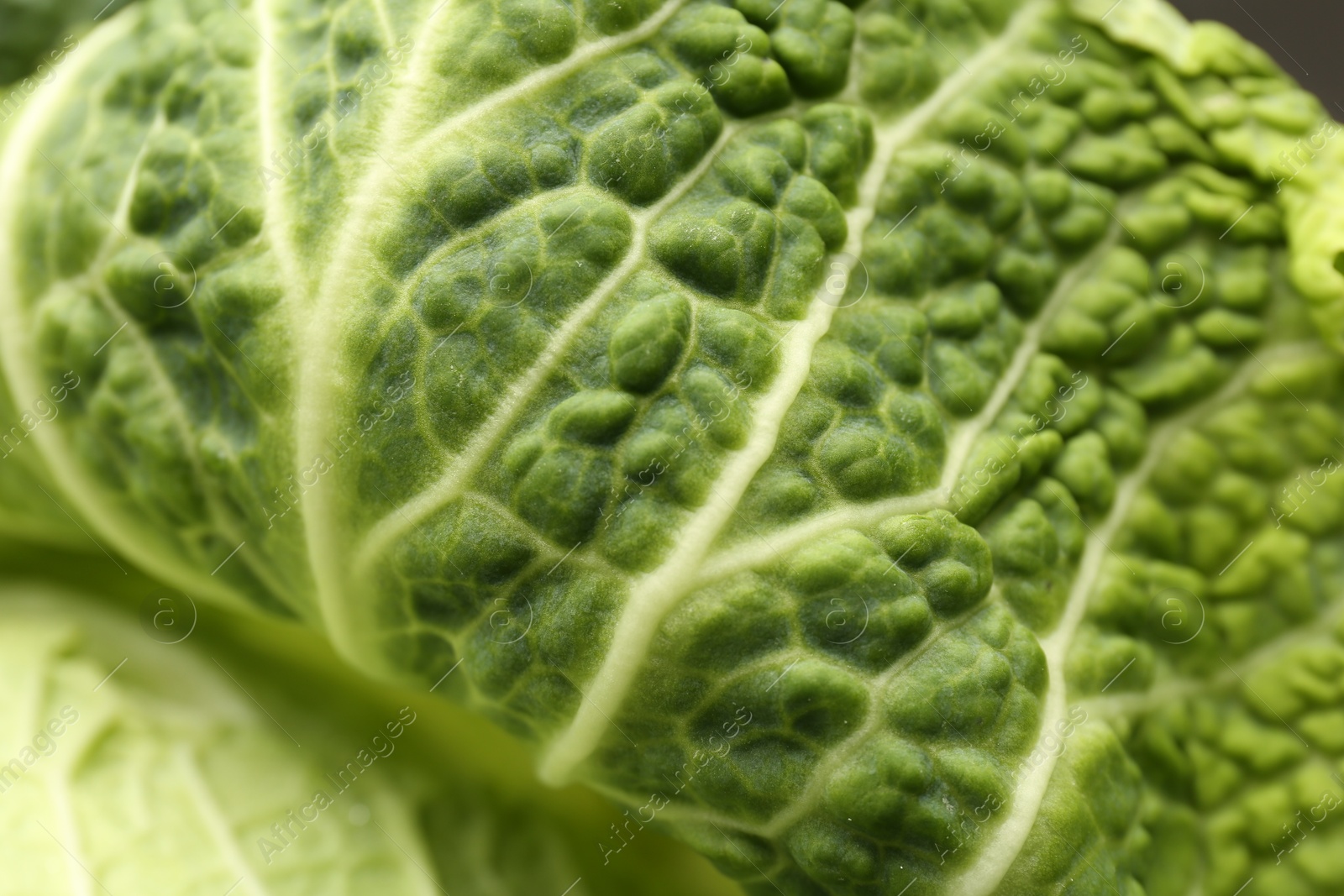 Photo of Fresh ripe Savoy cabbage as background, closeup