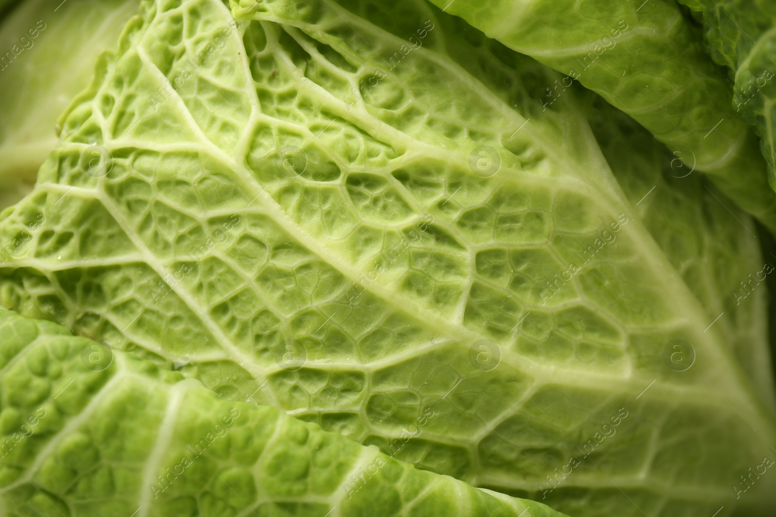 Photo of Fresh ripe Savoy cabbage as background, closeup