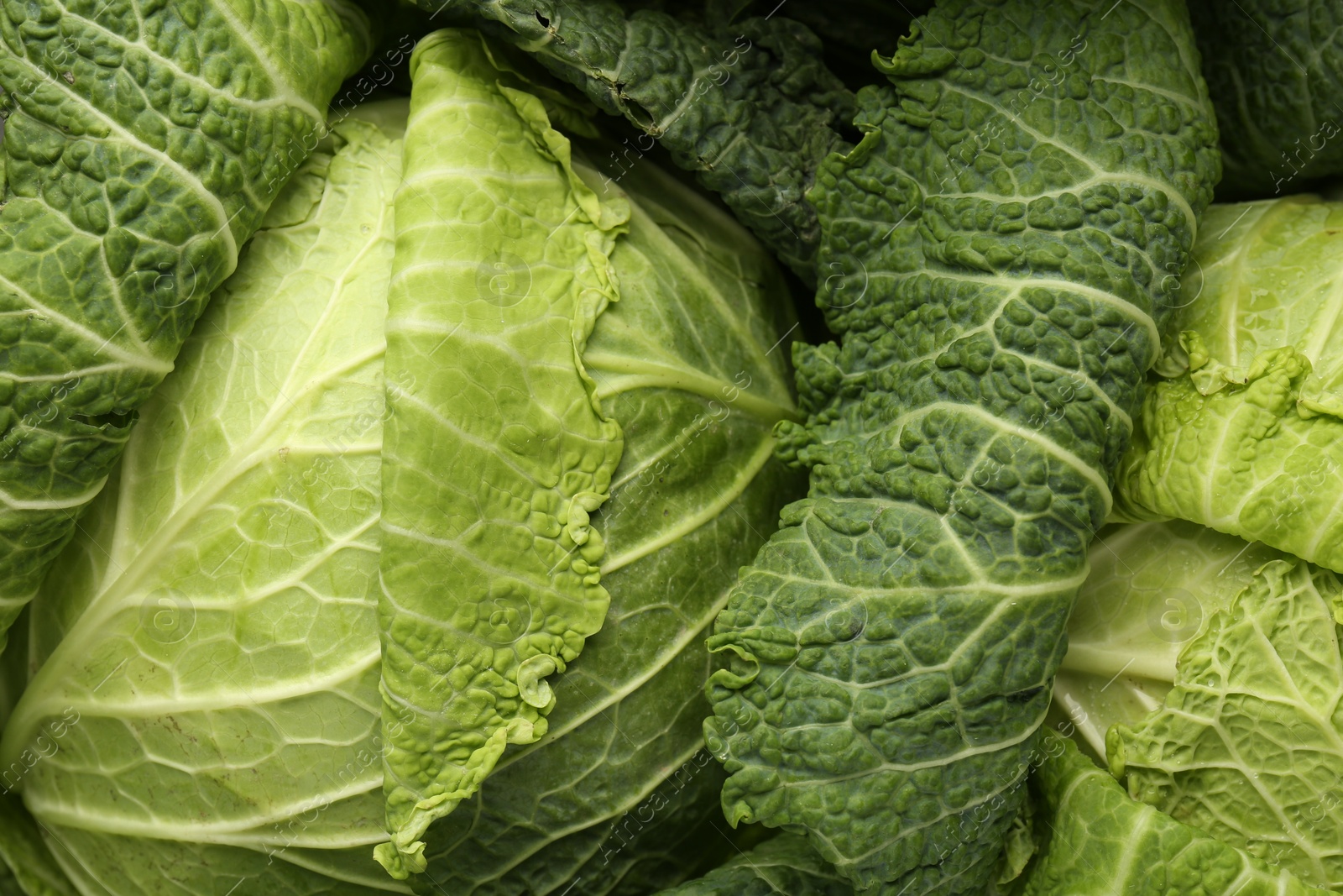 Photo of Fresh ripe Savoy cabbages as background, closeup