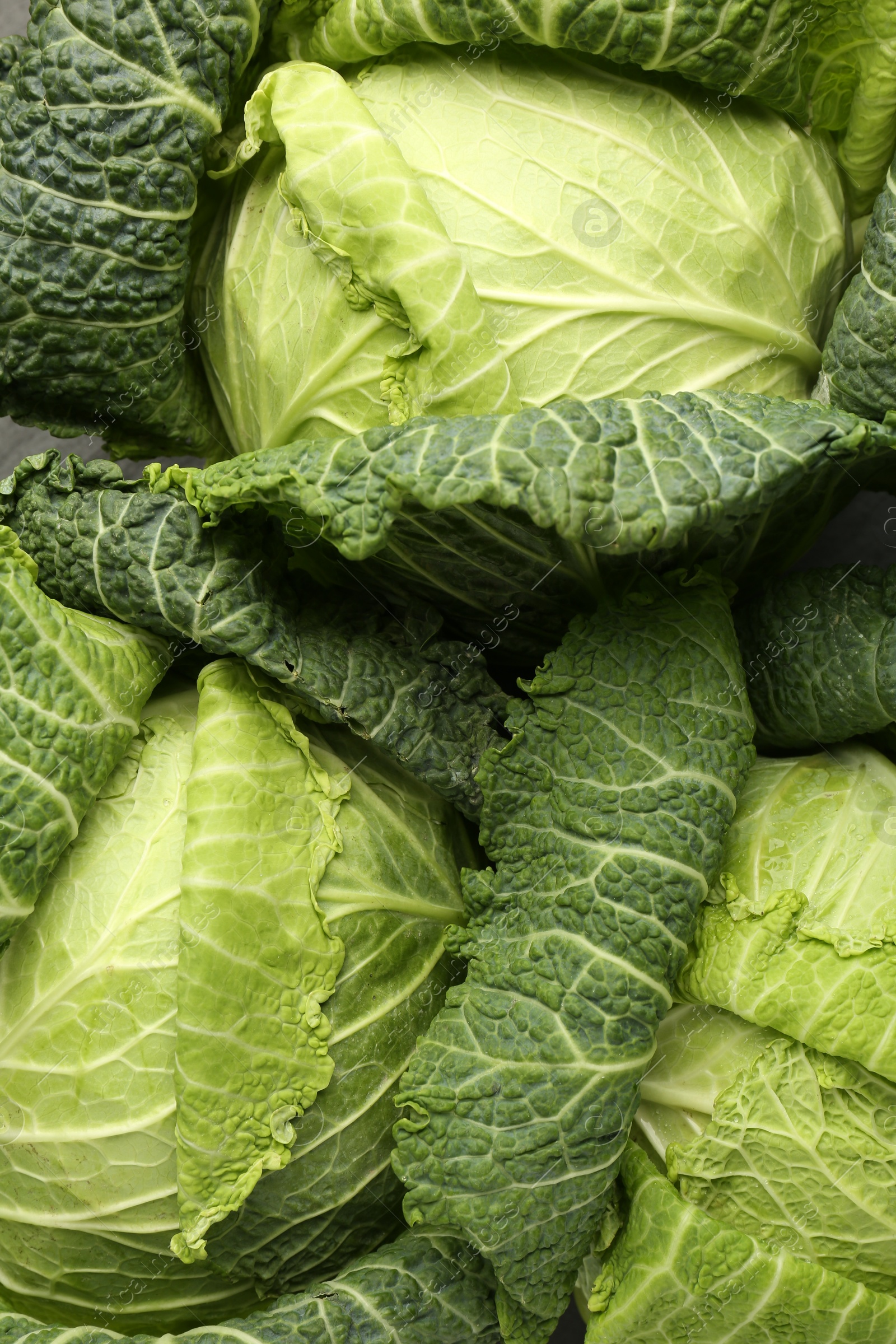 Photo of Fresh ripe Savoy cabbages as background, closeup