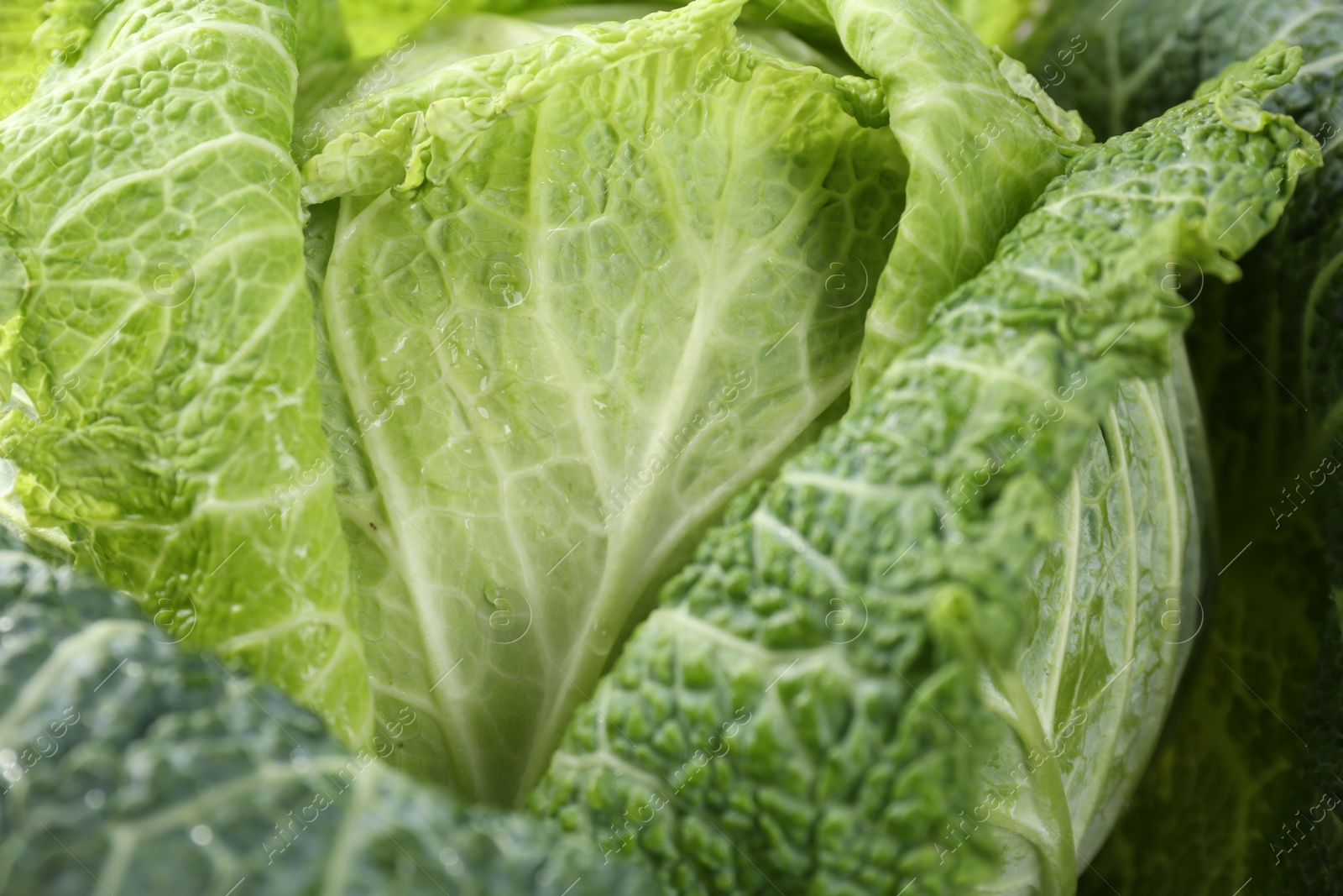Photo of Fresh ripe Savoy cabbage as background, closeup