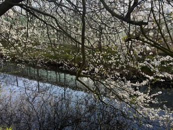 Photo of Beautiful blooming tree near canal on spring day