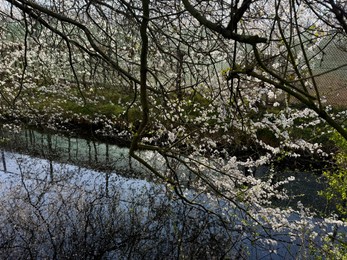 Photo of Beautiful blooming tree near canal on spring day