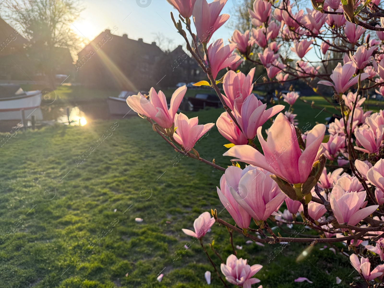 Photo of Magnolia tree with beautiful pink flowers outdoors, closeup. Space for text