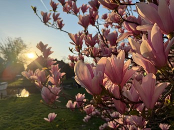 Photo of Magnolia tree with beautiful pink flowers outdoors, closeup