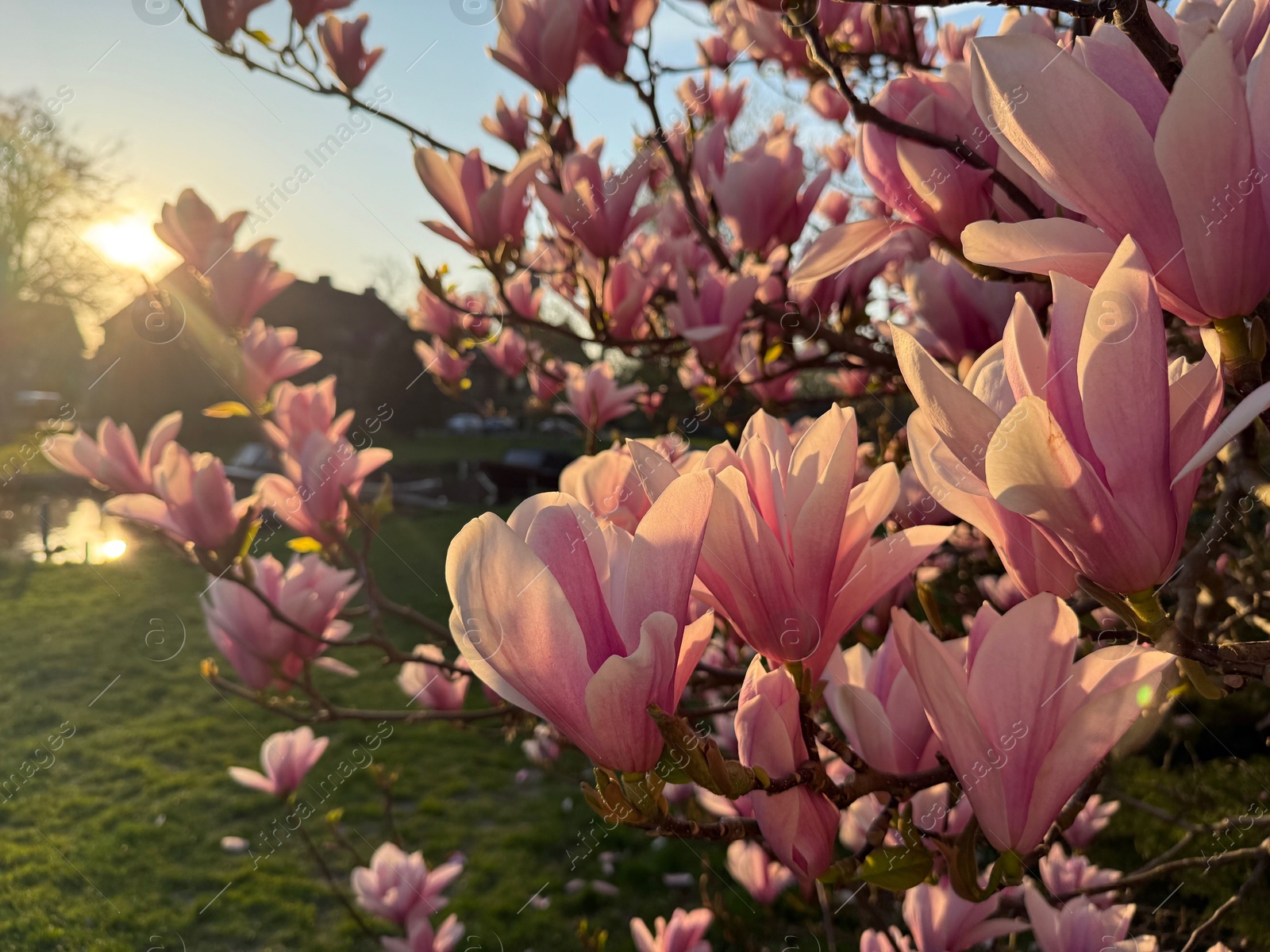 Photo of Magnolia tree with beautiful pink flowers outdoors, closeup