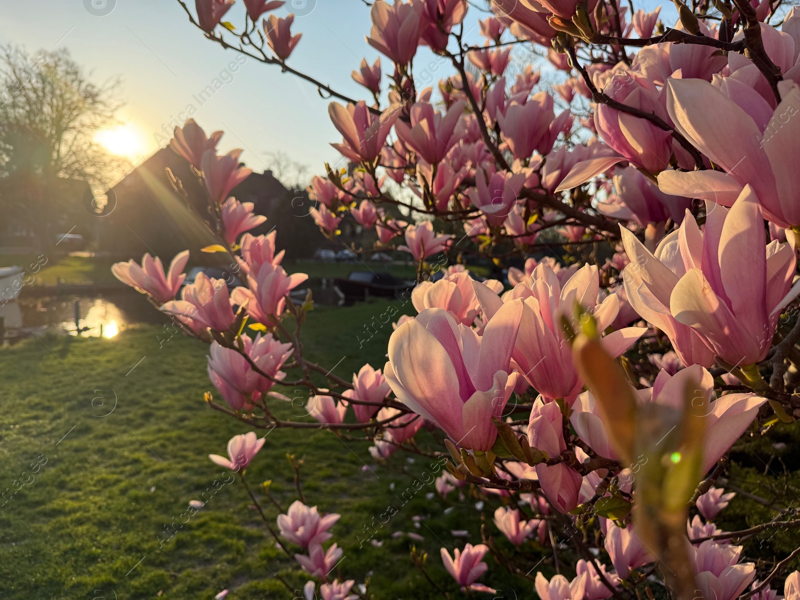 Photo of Magnolia tree with beautiful pink flowers outdoors, closeup