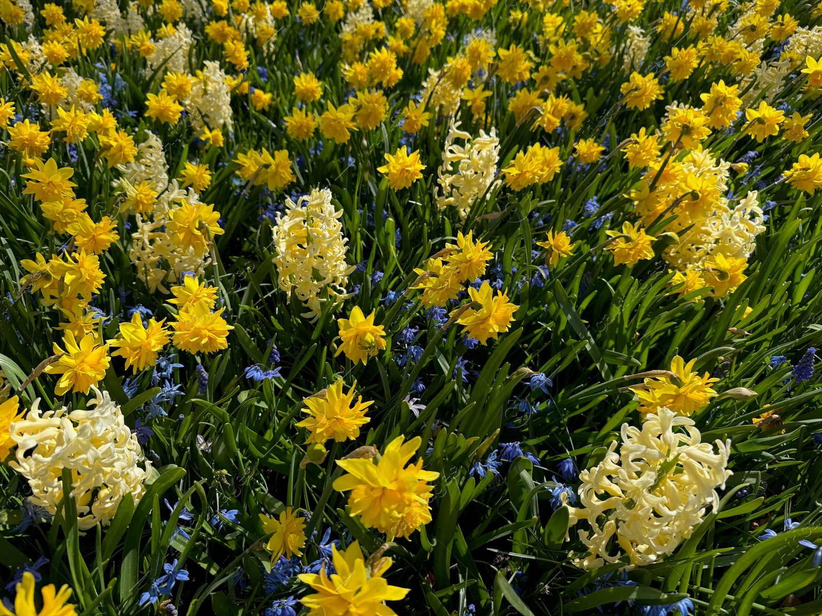Photo of Different beautiful flowers growing outdoors in spring