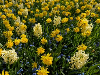 Photo of Different beautiful flowers growing outdoors in spring