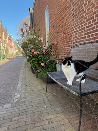 Photo of Stray cat on bench near different plants on city street