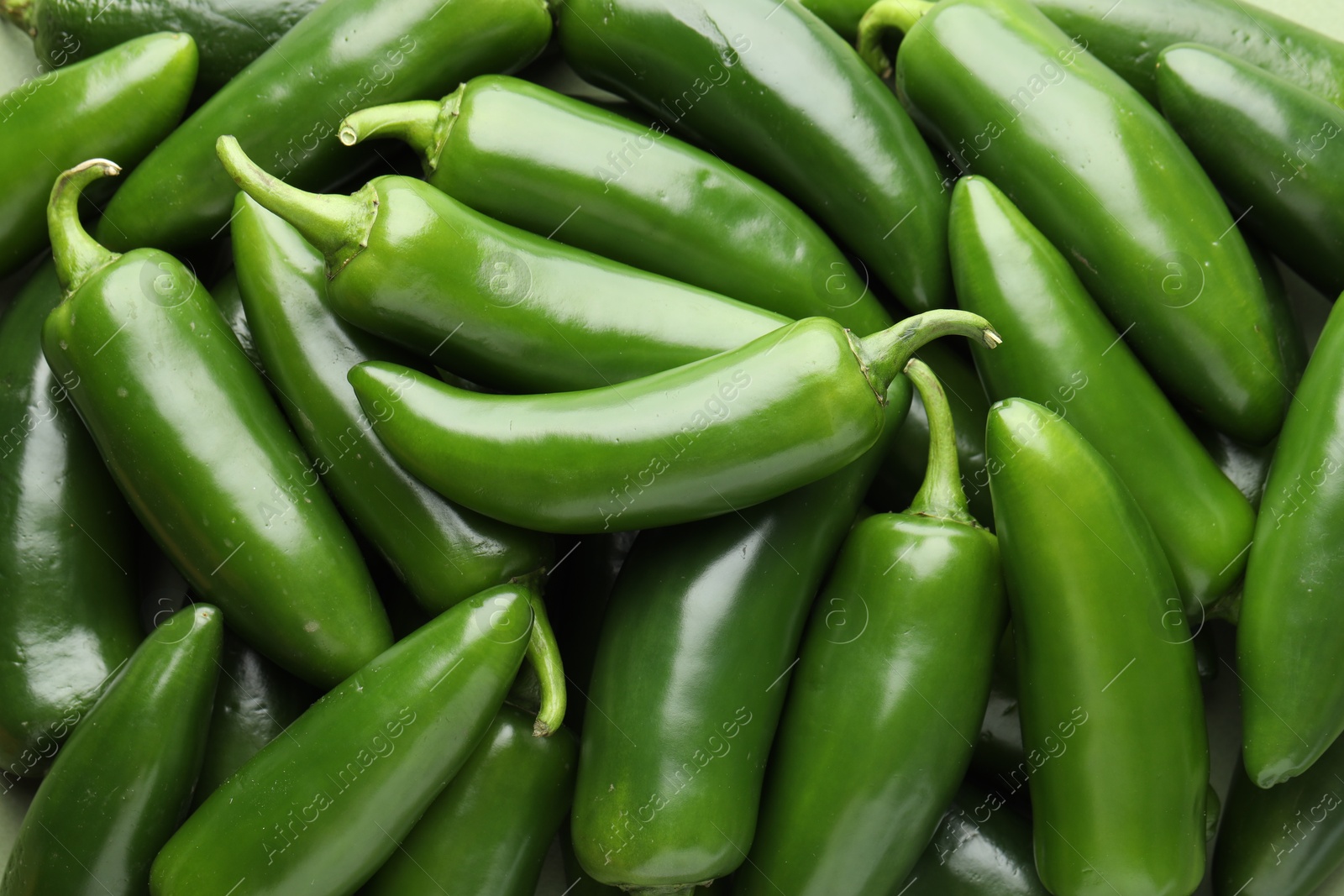 Photo of Many green jalapeno peppers as background, closeup