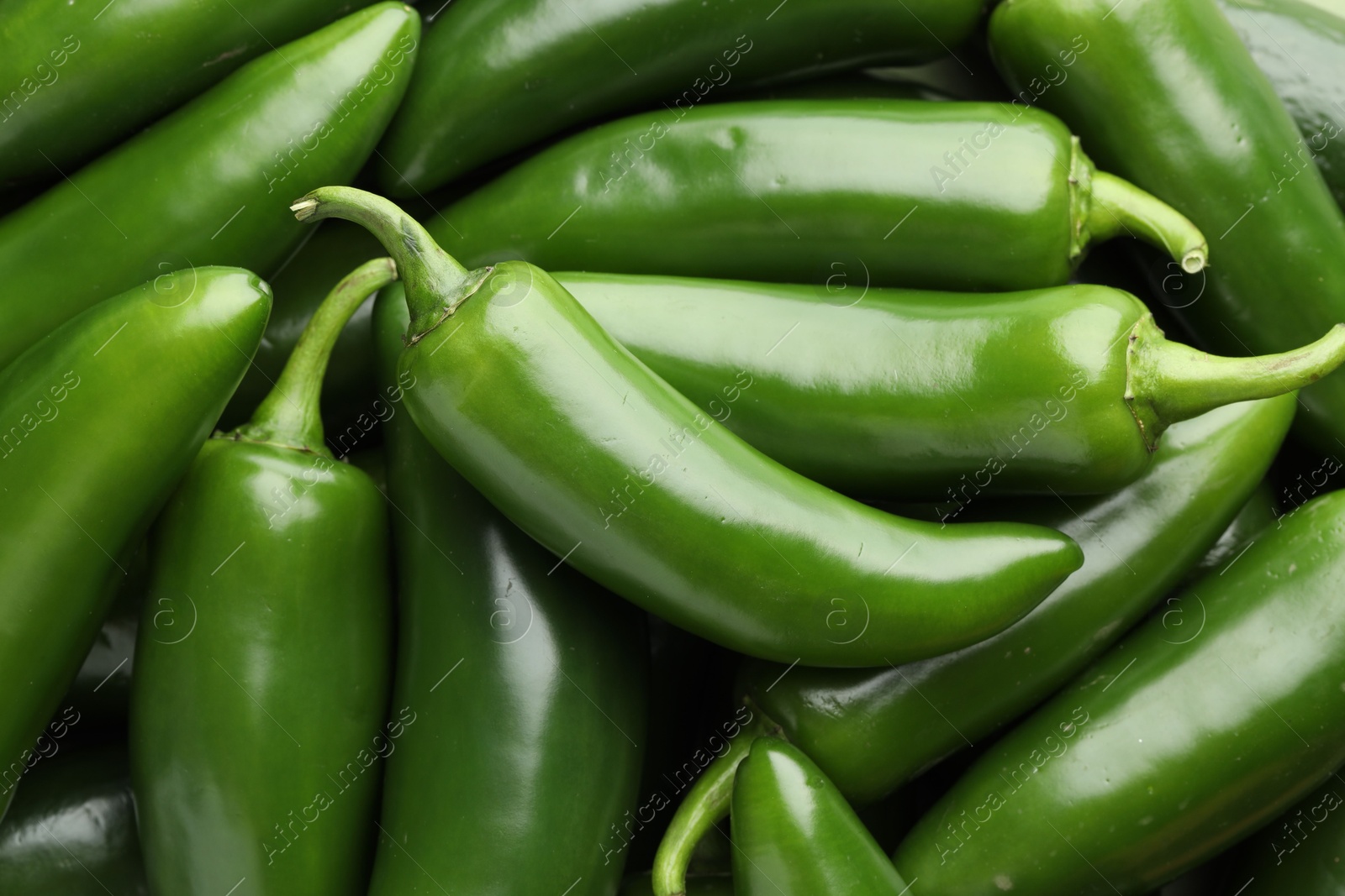Photo of Many green jalapeno peppers as background, closeup