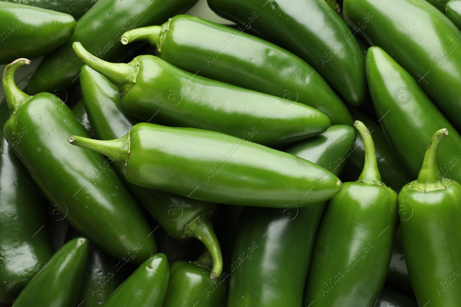 Photo of Many green jalapeno peppers as background, closeup