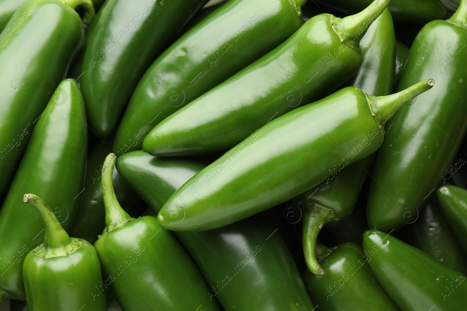 Photo of Many green jalapeno peppers as background, closeup