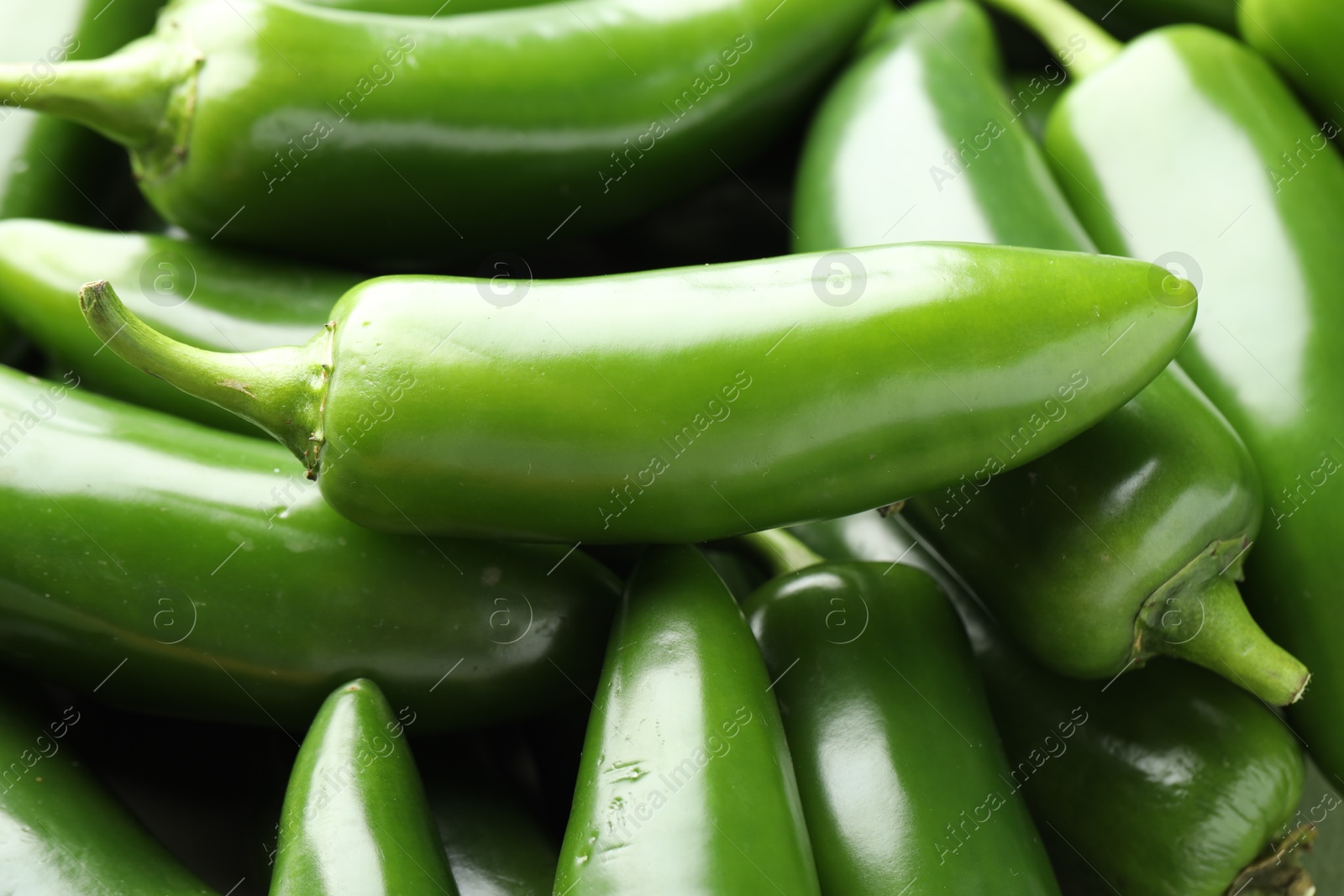 Photo of Many green jalapeno peppers as background, closeup