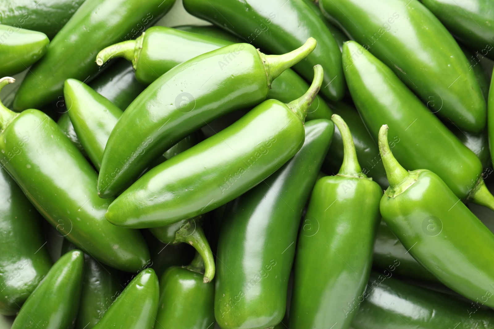 Photo of Many green jalapeno peppers as background, closeup