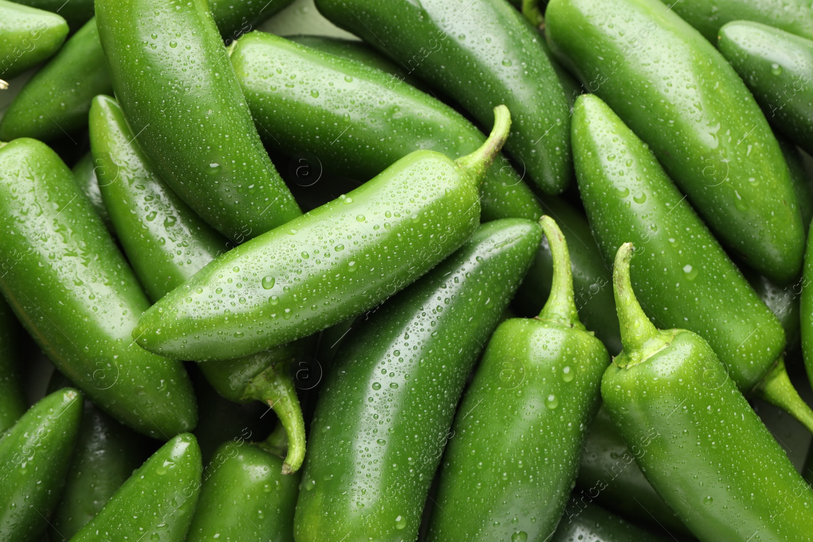 Photo of Many wet green jalapeno peppers as background, closeup