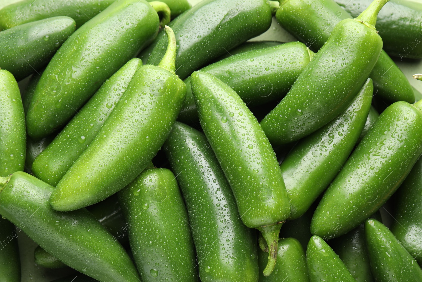 Photo of Many wet green jalapeno peppers as background, closeup